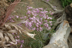 薄紫花