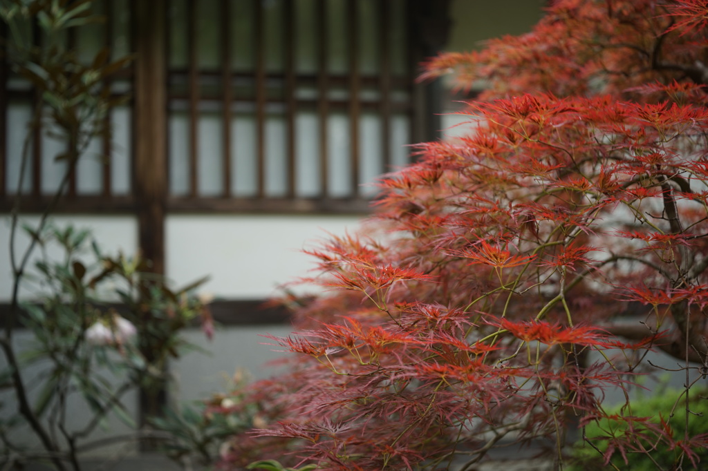 5月の紅葉