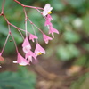 雌花かな？