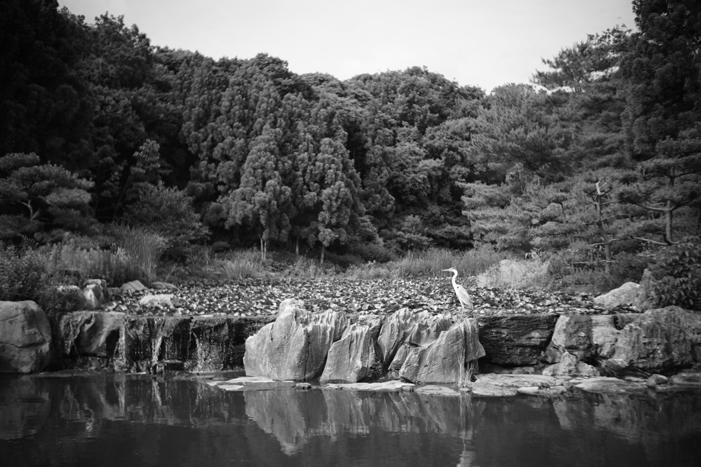 鷺のいる風景