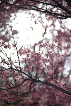 オカメ桜