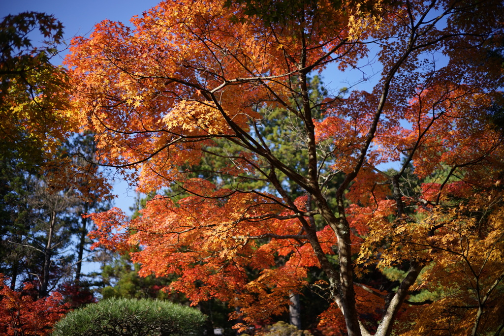 紅葉