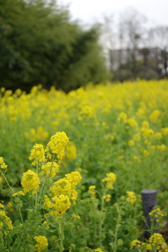 寒咲花菜