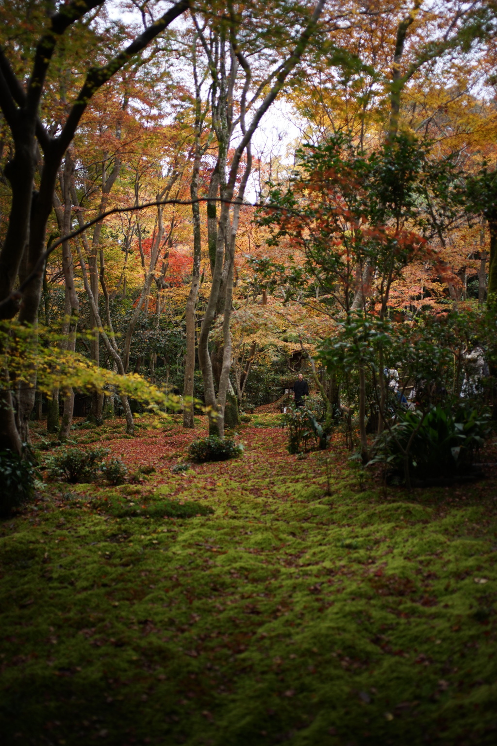 紅葉の苔庭