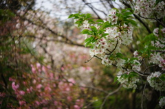 バラ園の横の桜