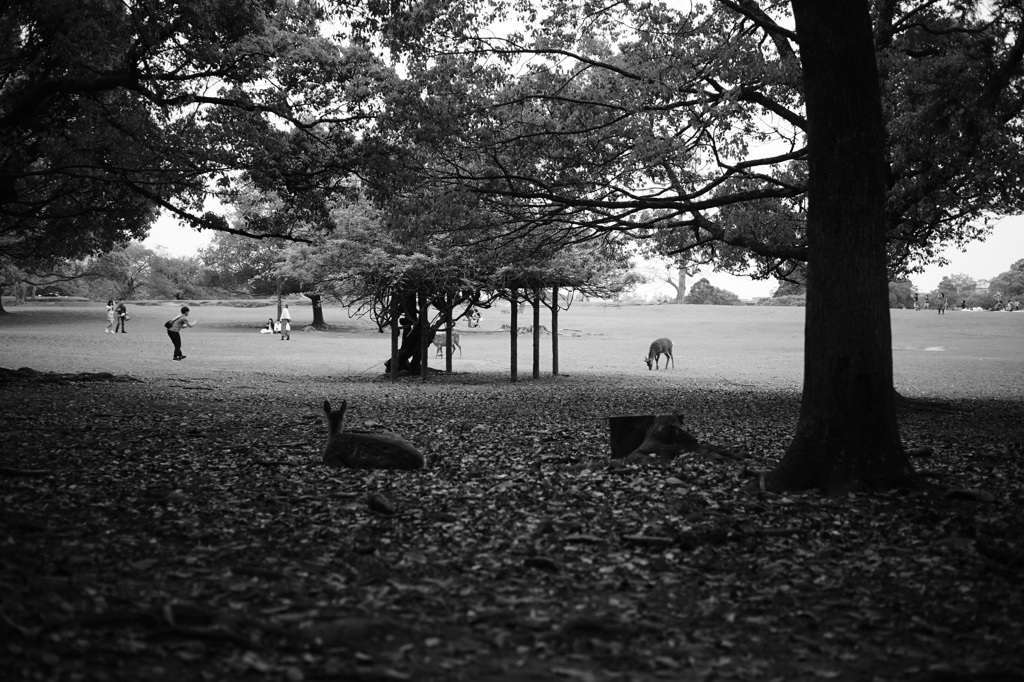 奈良公園と鹿
