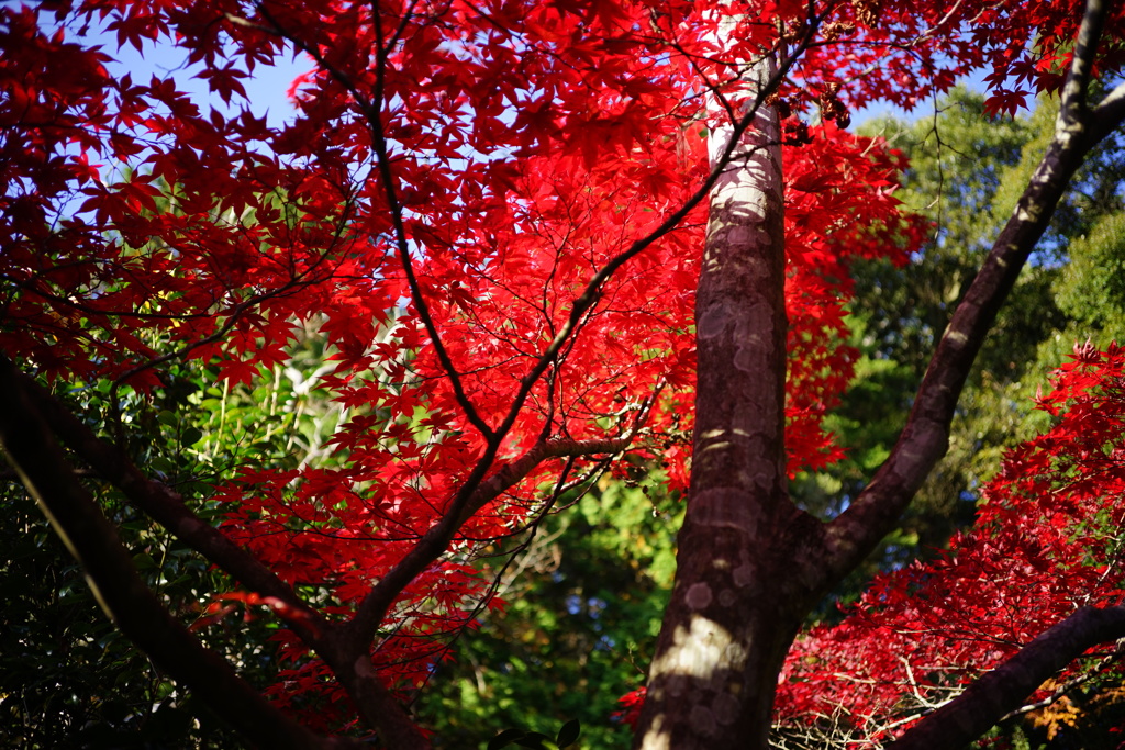 紅葉