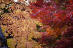 茶店の紅葉