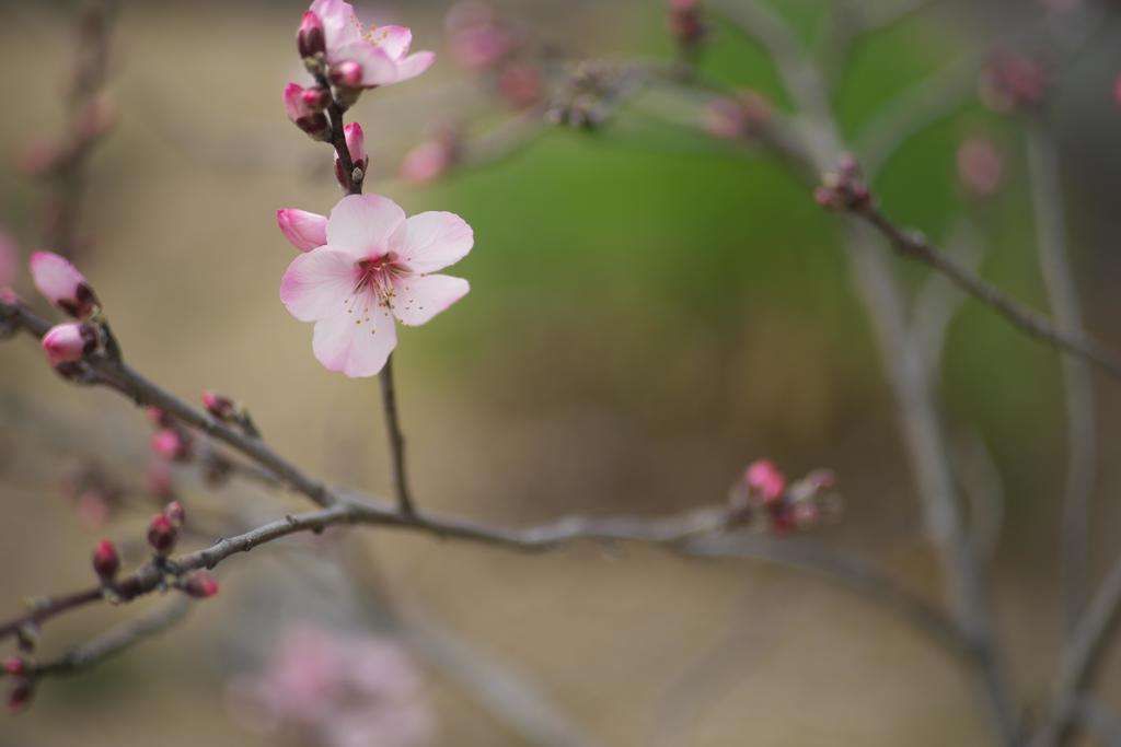 アーモンドの花