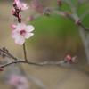 アーモンドの花