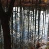 池が映す木立