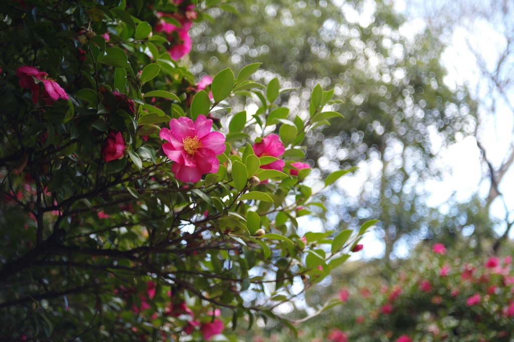 山茶花