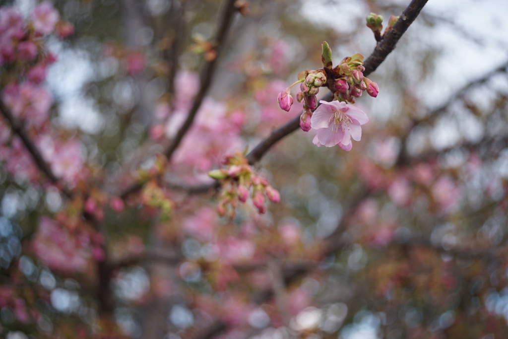 三条大橋たもとの河津桜