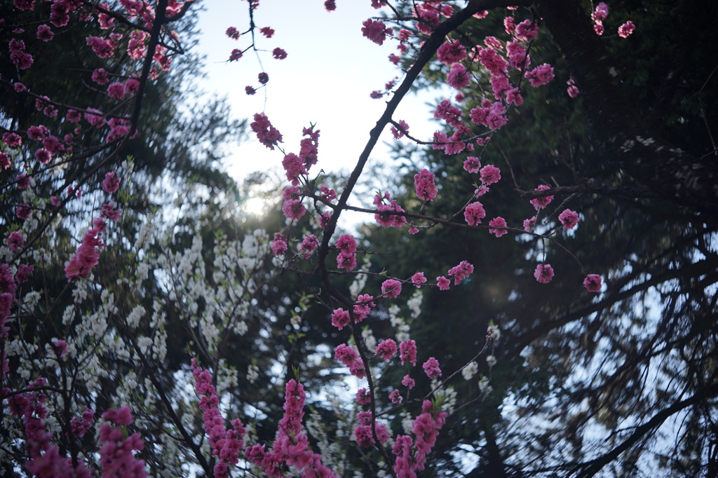 京都御苑の桃林