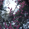 京都御苑の桃林
