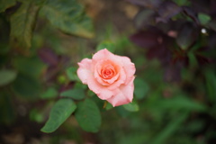 ローズピンクのバラ