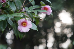 長居植物園のツバキ