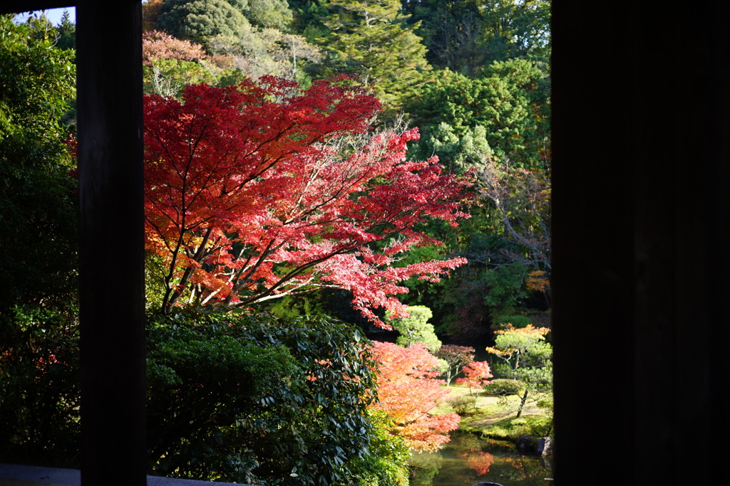 楼門前の紅葉