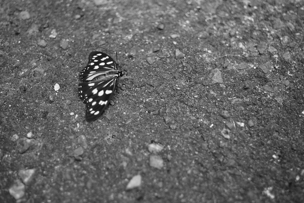 路上の蝶