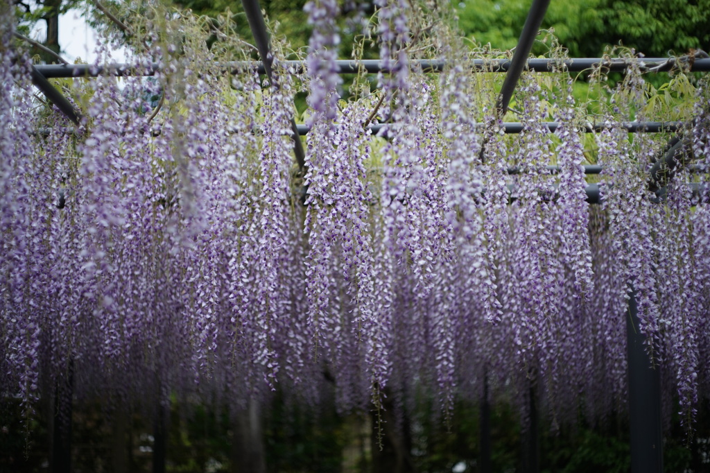 藤の花房