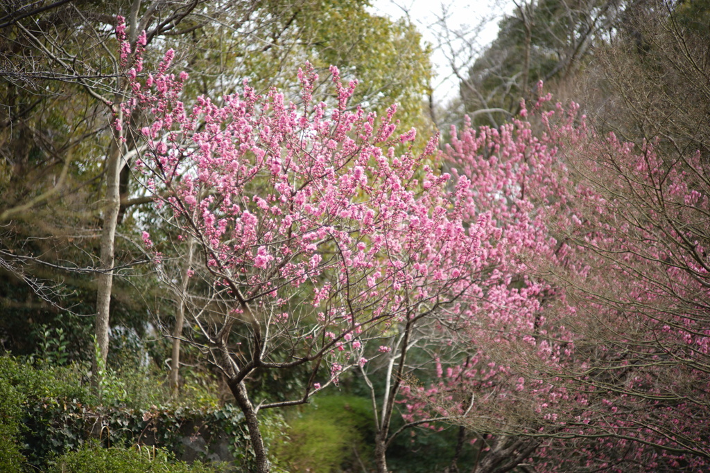 桜