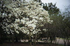 木蓮の花