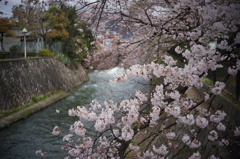 琵琶湖疏水の桜