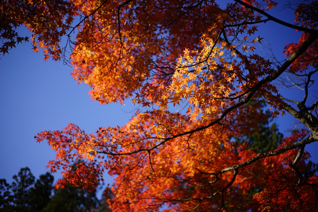 紅葉