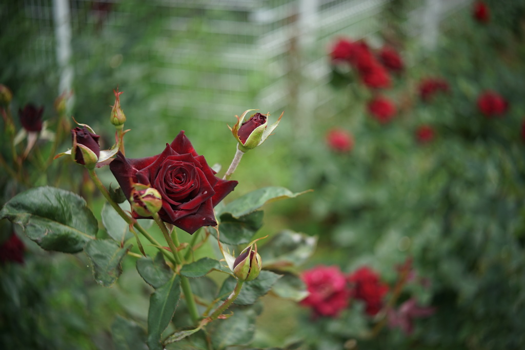 ブラックバカラという薔薇