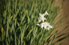 純白のスイセン（SUPER ROKKOR 1:2.8 F=45mm）