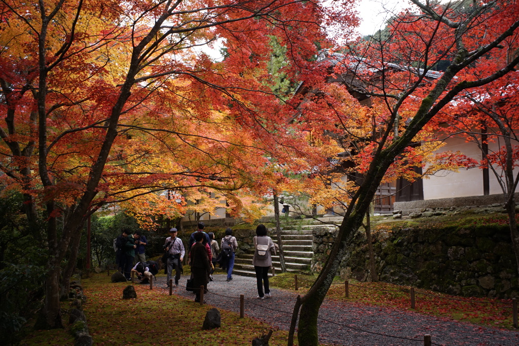 二尊院の紅葉