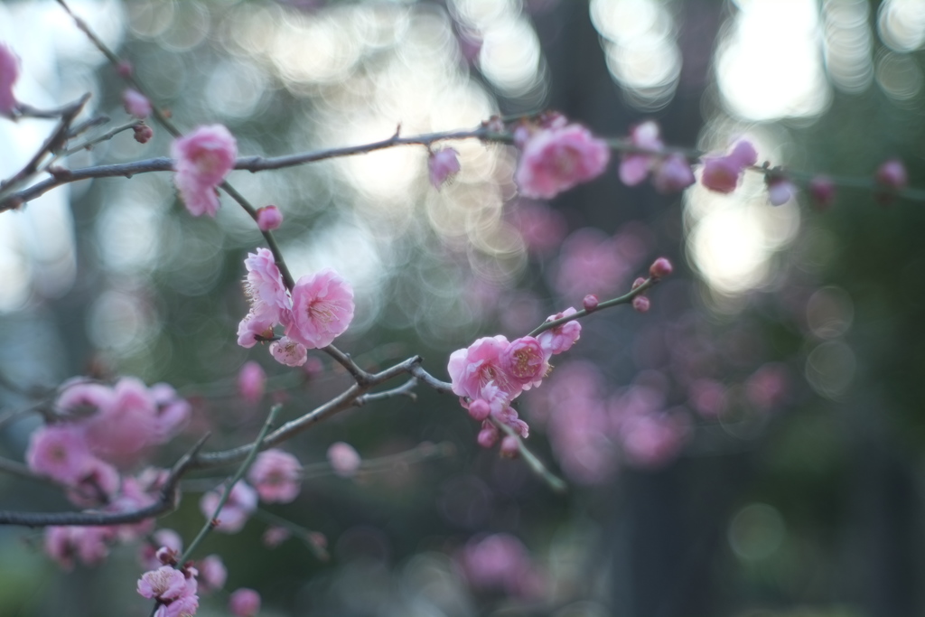 梅花