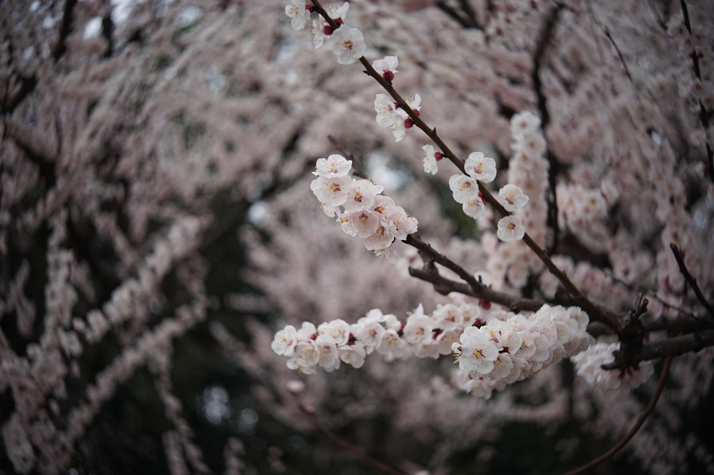 杏の花