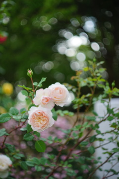 ほんのり桃色のバラ