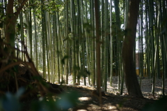 銀閣寺の竹林