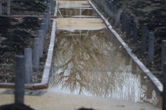 芍薬園の水たまり