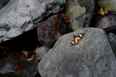 渓流で見かけた蝶