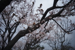 長居植物園のベニバスモモ