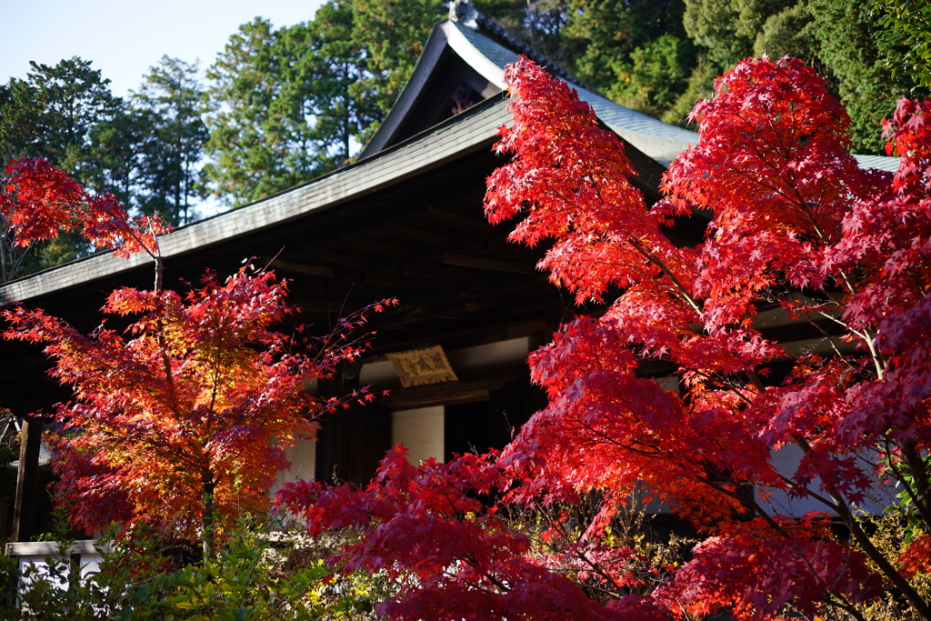 本堂と紅葉