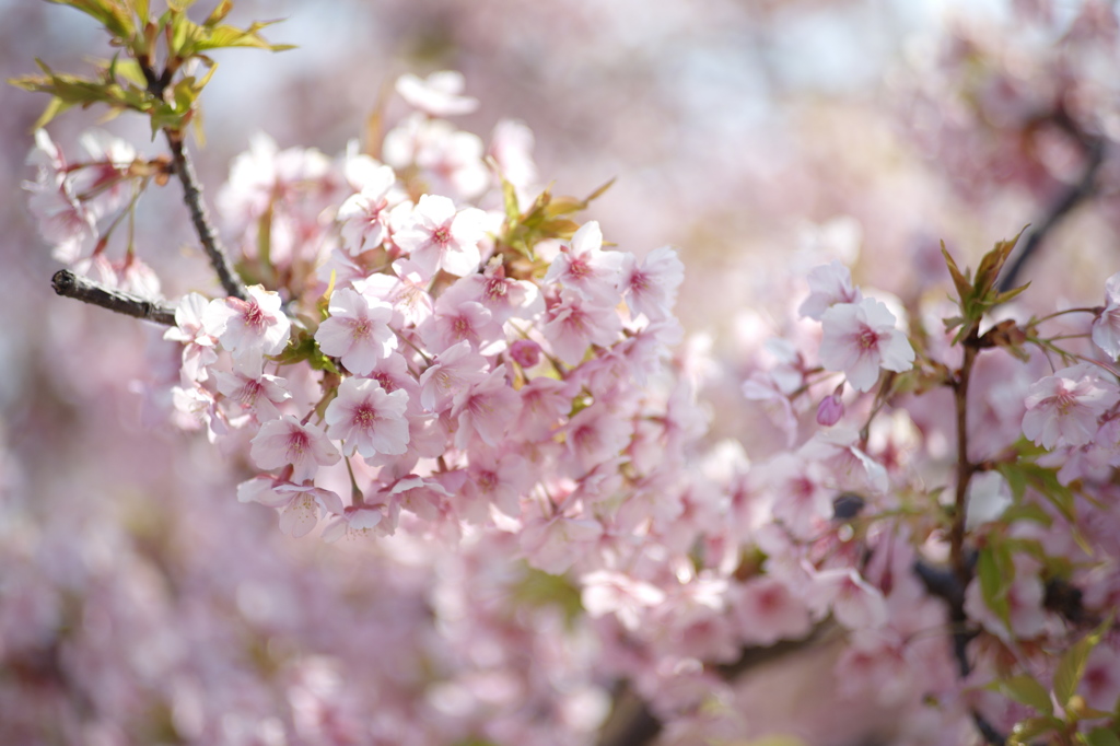 河津桜