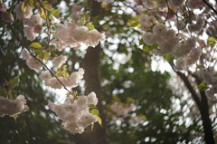 八重桜？