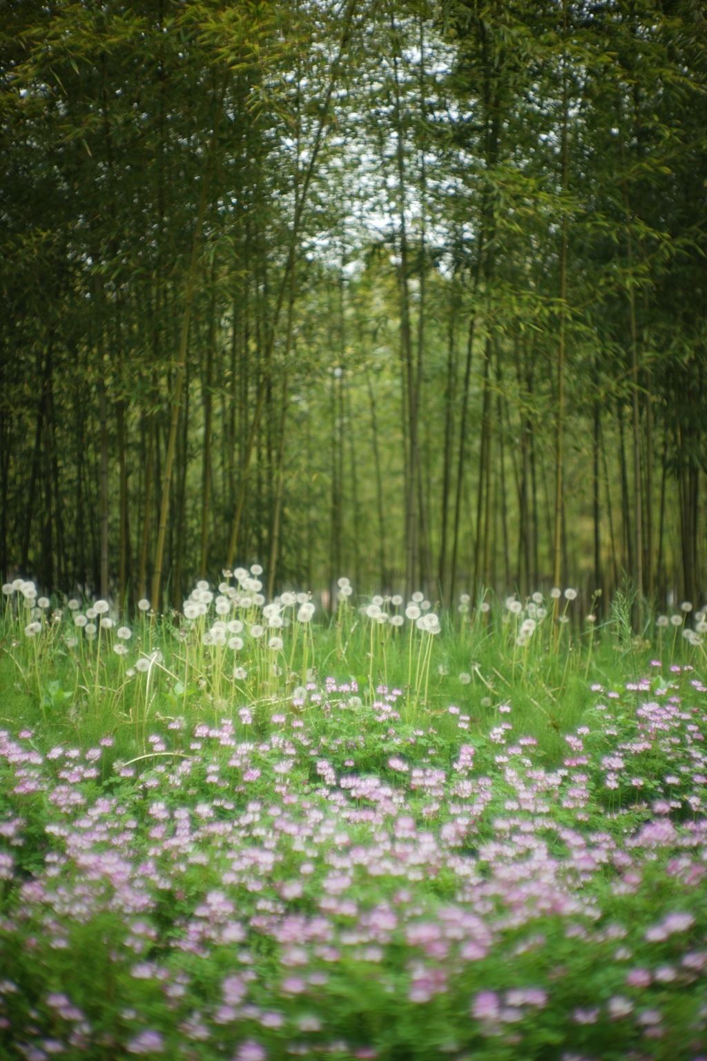 レンゲ畑と竹林