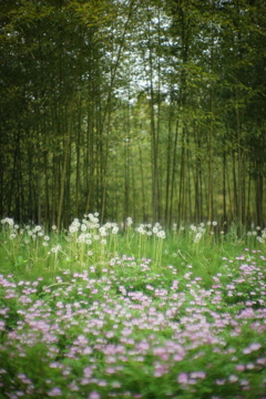 レンゲ畑と竹林