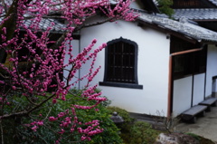 青蓮院の紅梅と華頂殿