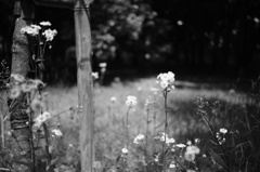 ツバキ園の雑草