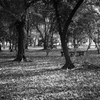 公園の森林