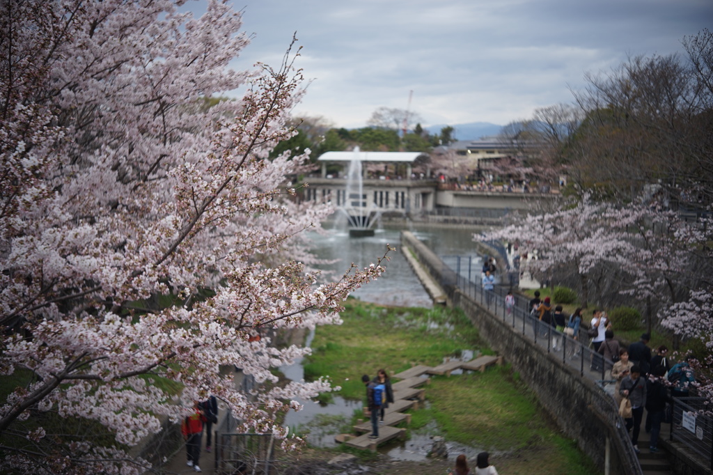 桜と琵琶湖疏水