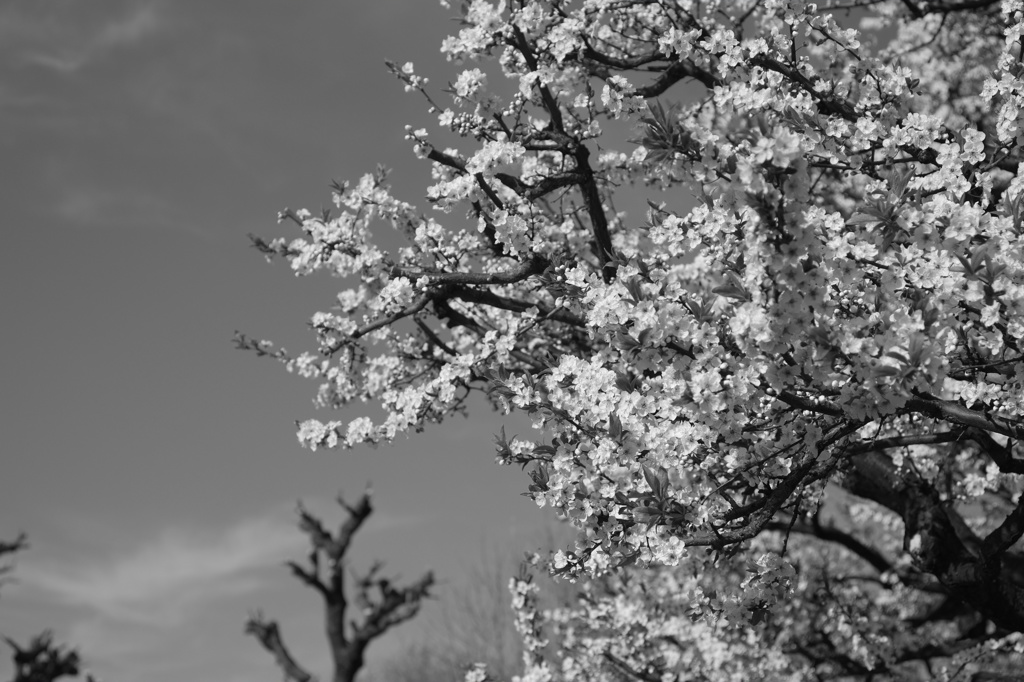 スモモの花