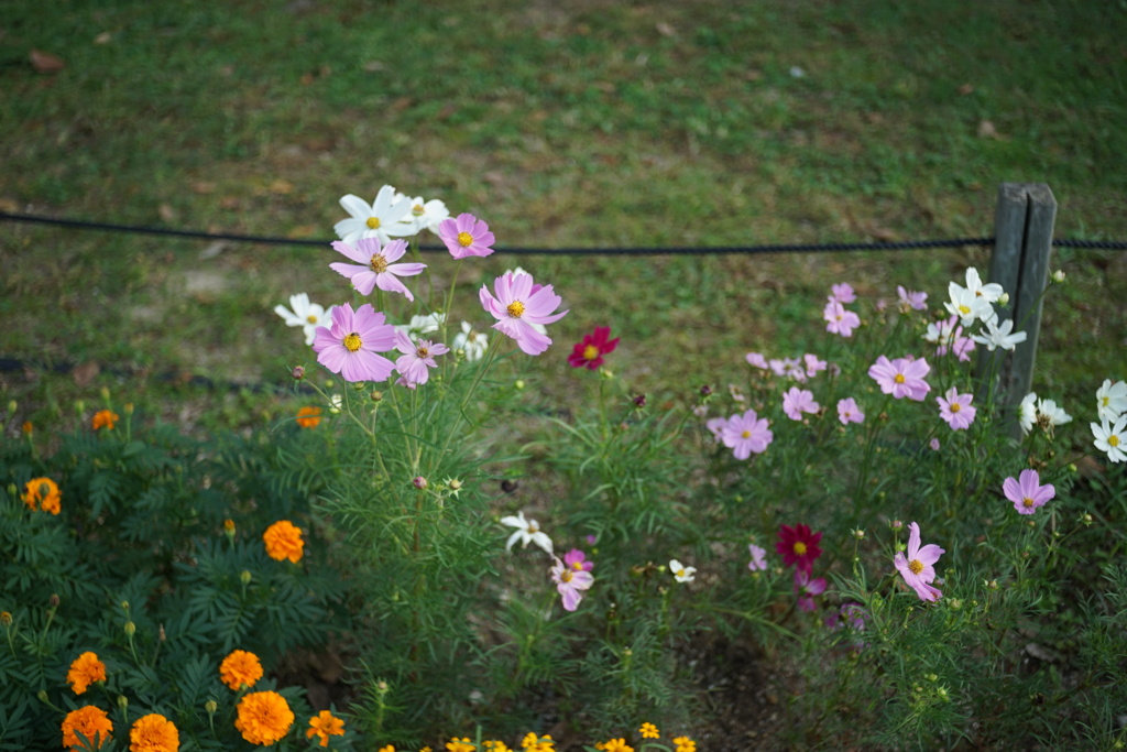 秋桜