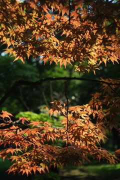 夏の紅葉